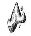 Plate 24, fig. 7, Scyllium rugosus, black and white drawing of tooth