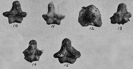 Plate 29, figs. 10-15, Ptychodus janewayii, teeth from Texas and New Mexico