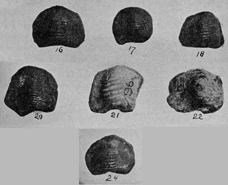 Plate 29, Ptychodus anonymus, several teeth from Walnut Creek specimen