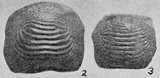 Plate 29, figs. 2 and 3, Ptychodus sp., teeth from the Benton Cretaceous, Russell County