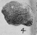 Plate 29, fig. 4, Ptychodus occidentalis, tooth from Savage specimen