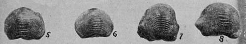 Plate 29, Ptychodus anonymus, several teeth from Walnut Creek specimen