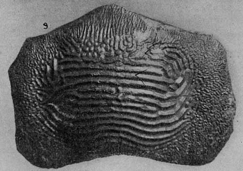 Plate 29, fig. 9, Ptychodus, large tooth in top view