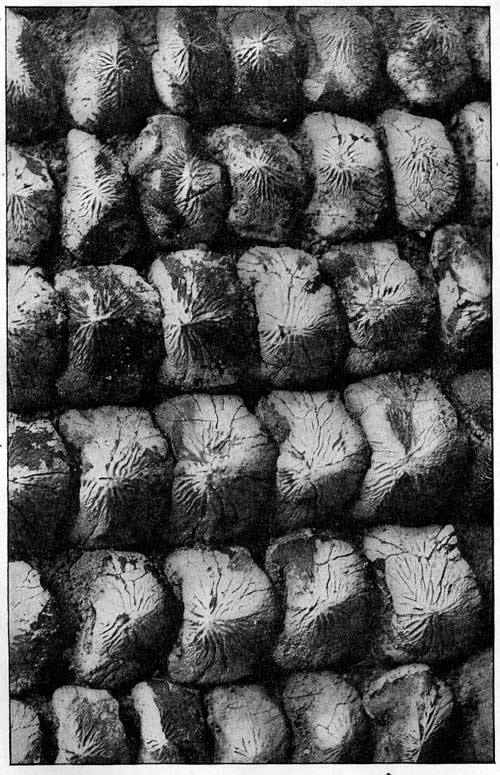Plate 25, Ptychodus mortoni teeth arranged in rows to help in comparison