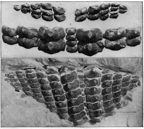 Plate 27, Ptychodus mortoni, two more views of the Rose specimen, top shows arranged teeth and bottom shows teeth in matrix