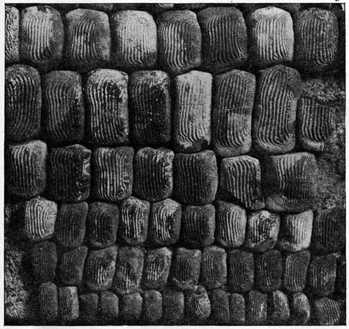 Plate 28, Ptychodus martini, teeth from Martin specimen arranged symmetrically