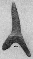 Plate 26, fig. 4, slender tooth