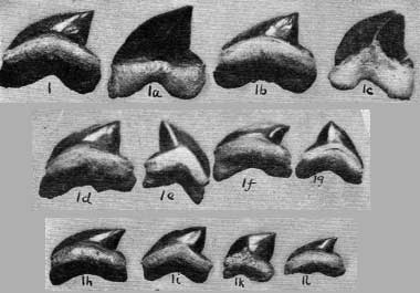 Plate 32, figs. 1-1l, from a single specimen, Smoky Hill Valley