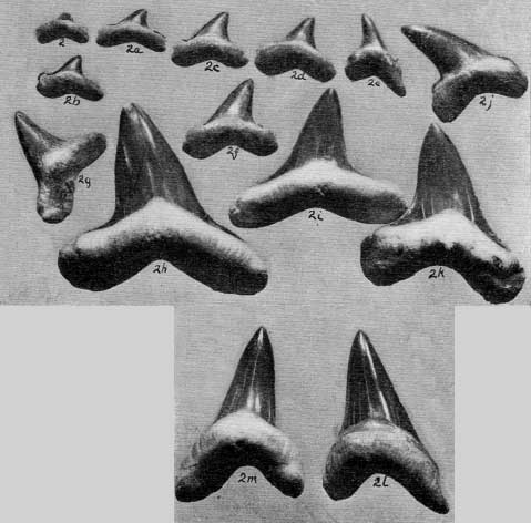 Plate 32, figs. 2-2m, set of teeth arranged for display