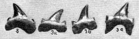 Plate 32, figs. 3-3c, four teeth