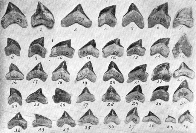 Plate 31, figs. 1-40, possibly from three species