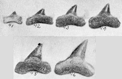 Plate 31, figs. 41-46, five teeth