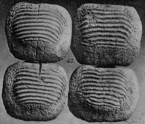 Plate 31, fig. 53, Ptychodus sp., teeth from the Benton Cretaceous, Russell County