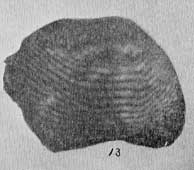 Plate 30, fig. 13, Ptychodus occidentalis, tooth from Savage specimen