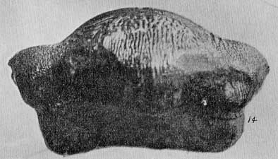 Plate 30, fig. 14, Ptychodus, large tooth in side view