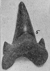Plate 30, fig. 5, tooth from Clark Clounty