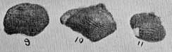 Plate 30, figs. 9-11, Ptychodus janewayii, teeth from Ellsworth County