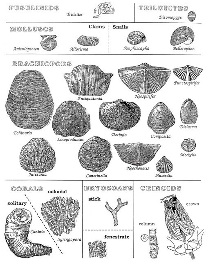 Black and white drawings of some of the fossils that might be found during this field trip.