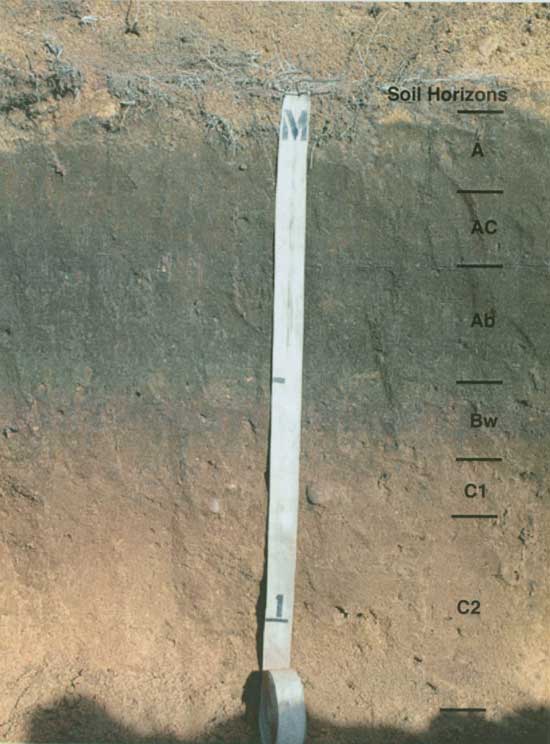 Photo of trench; a little over 1 meter deep; soils described in text.