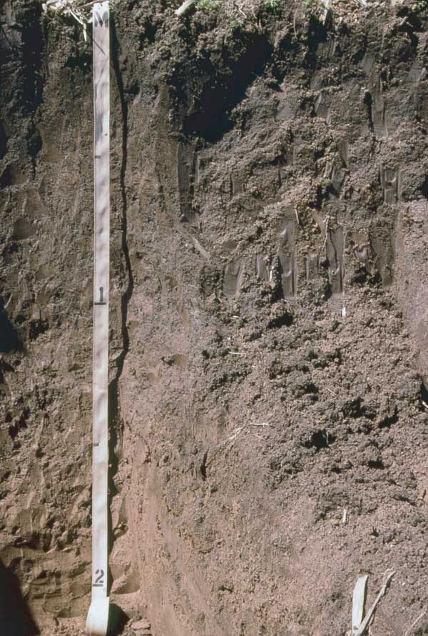 Trench is about 2 meters deep; no obvious change in color or texture can be seen in photo (perhaps slightly darker soil at top).