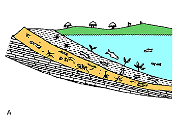 dying plants and anmals sink into sediments at bottom of lake