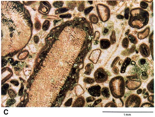 calcite cement completely fills pores