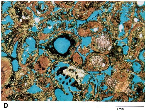 calcite that used to fill pores has been replaced and permeability has increased