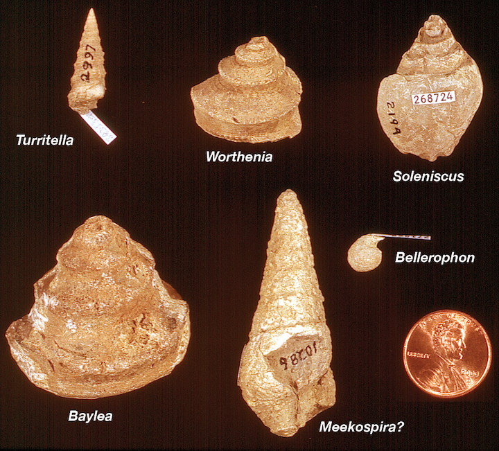 Common fossil gastropods from Kansas.