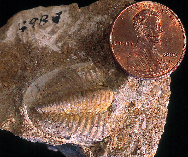 Trilobite Ameura