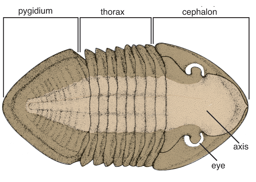 view of a Trilobite, showing basic divisions of the carapace.
