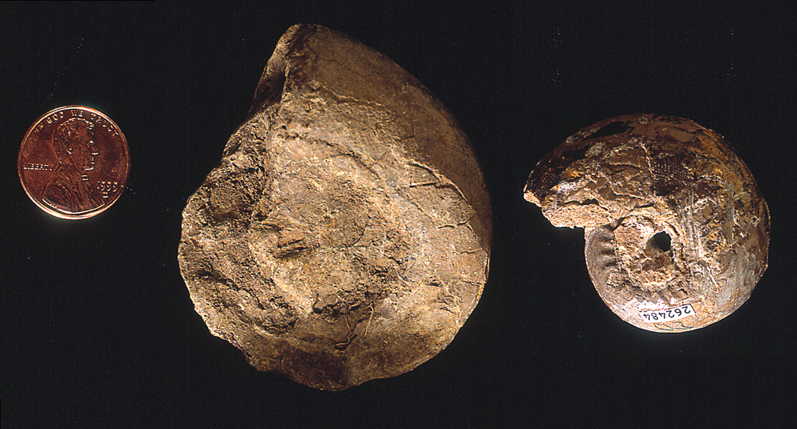 Ammonoid fossils.