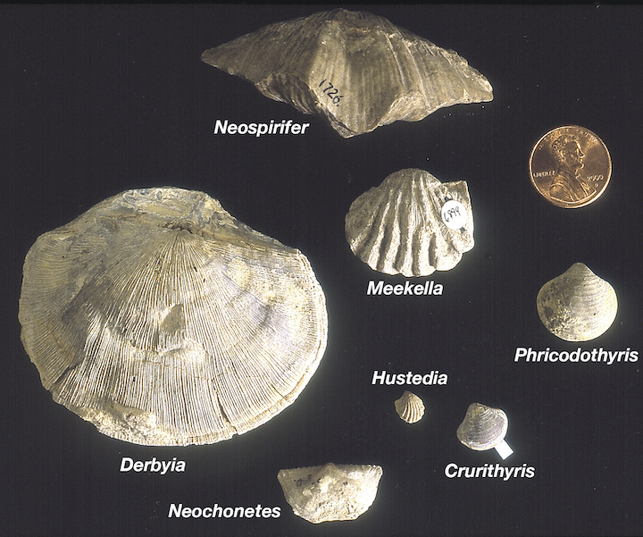 Common brachiopods