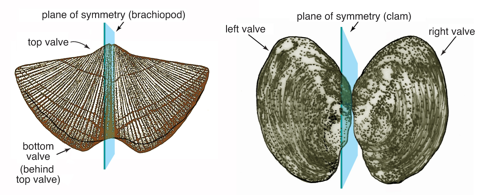 Contrasting symmetries in brachiopods and clams.