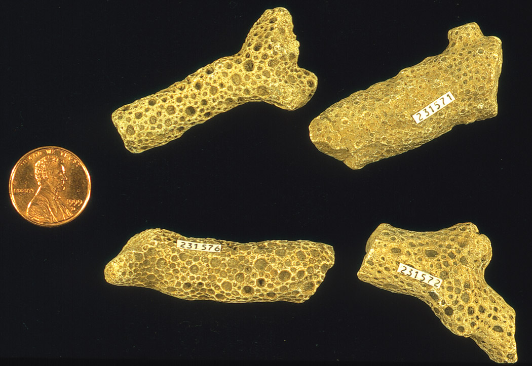 Tabulate corals.