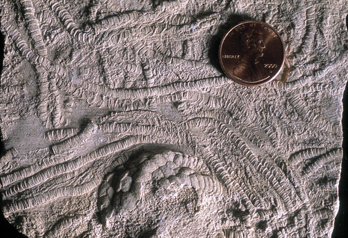 Crinoids embedded in stone.