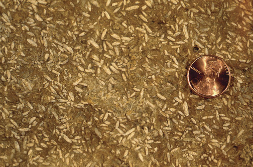 Fossils look like small grains of rice.