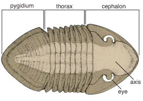 Drawing of trilobite body showing eye location.