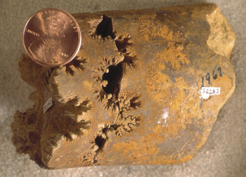 red-brown cylindrical fossil; sutures look like very twisty and curvey lines going around the cylinder