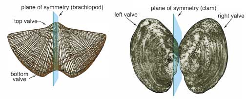 Plane of symmetry can be betweeen the two shells or can slipt a single shell in half.