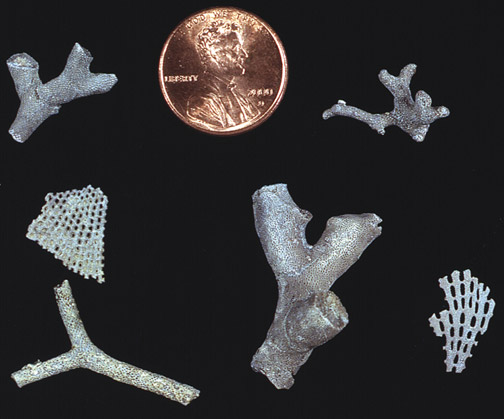 Small branches and fragile webs of bryozoan fossils; penny for scale