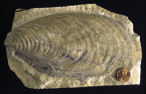 Large clam encased in stone; penny for scale.