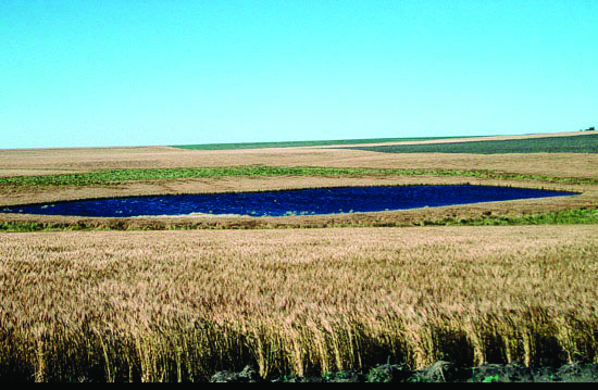 Photo of playa in Cheyenne County with water present, surrounded by wheat ready to harvest.