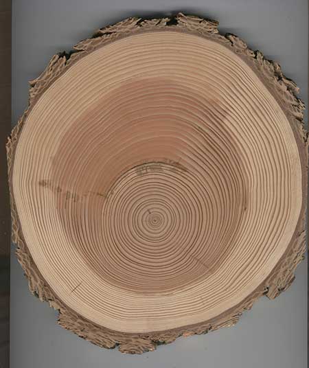 Cross section of tree trunk showing different widths of growth rings.