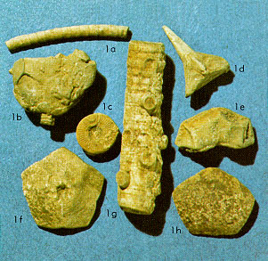crinoid fragments