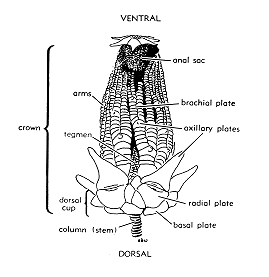 drawing of a crinoid