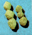 sponge Girtyoceolia