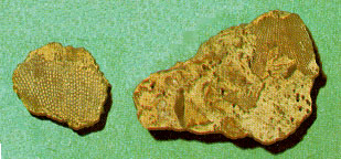 Bryozoans