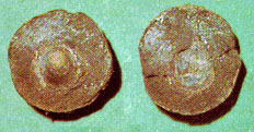 brachiopods