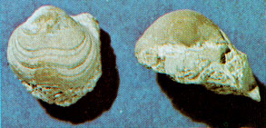 Schizophoria