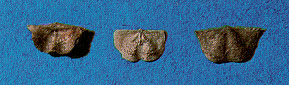 chonetid brachiopods